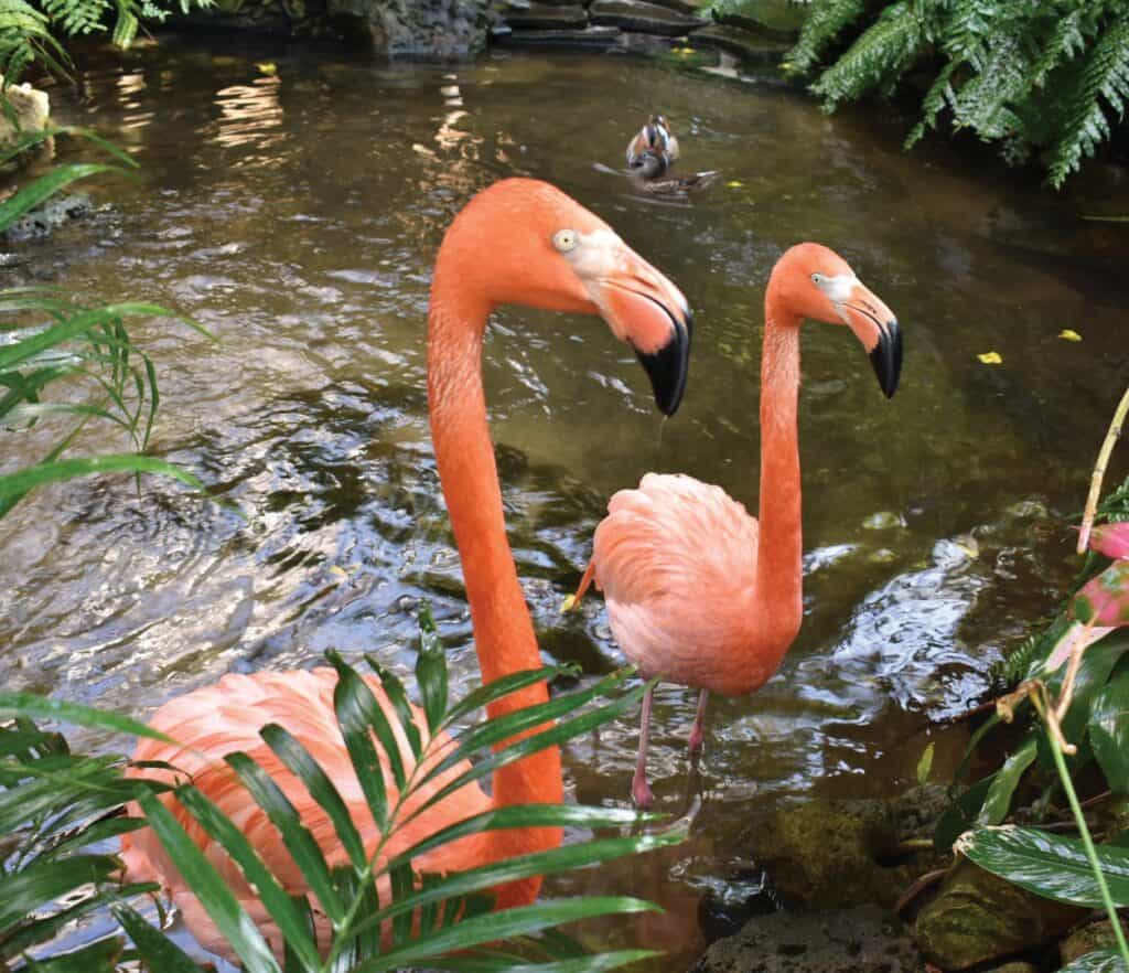 Key West Butterfly & Nature Conservatory flamingos 